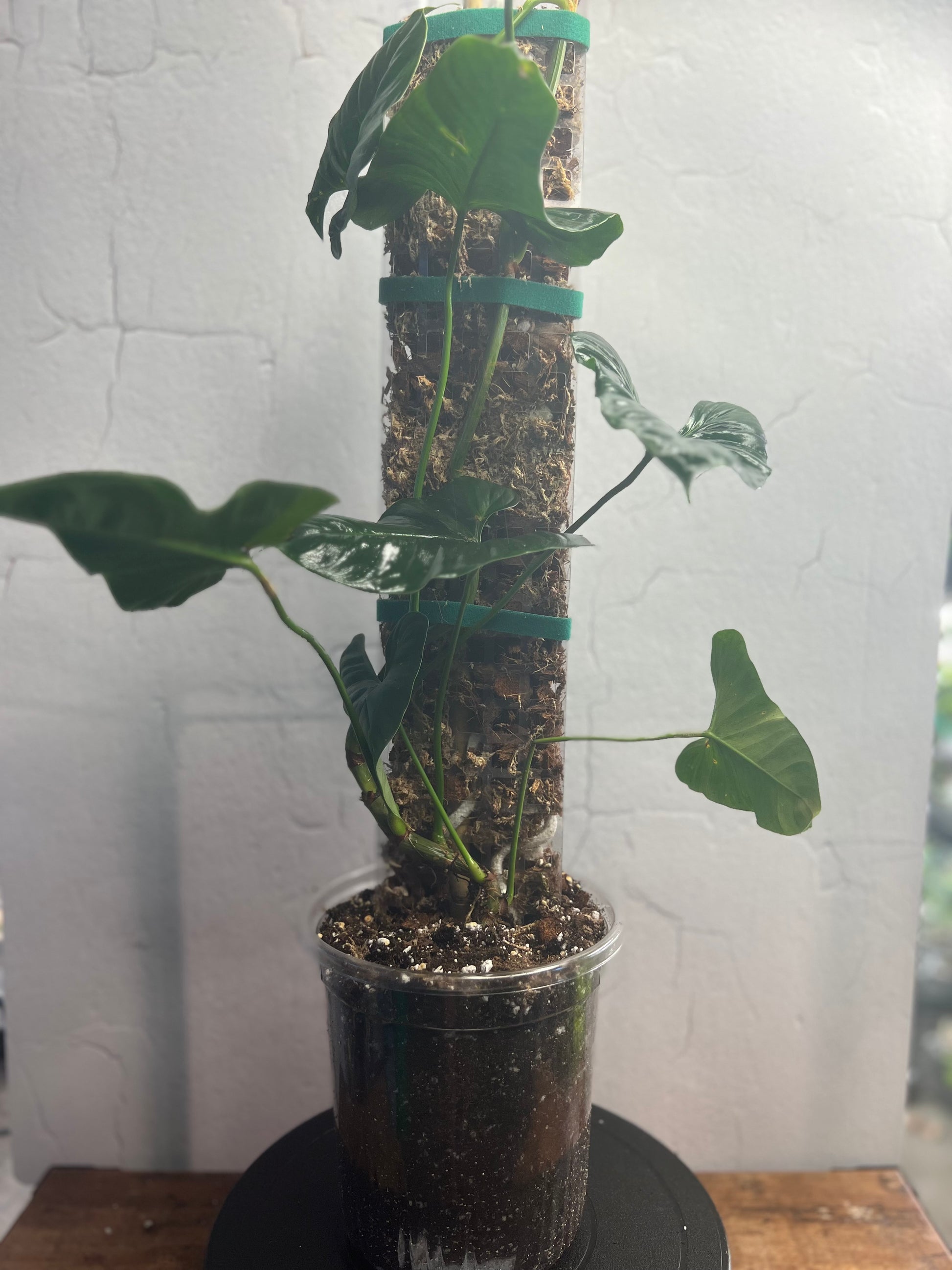 Philodendron Lupinum (on handmade 10” moss pole)