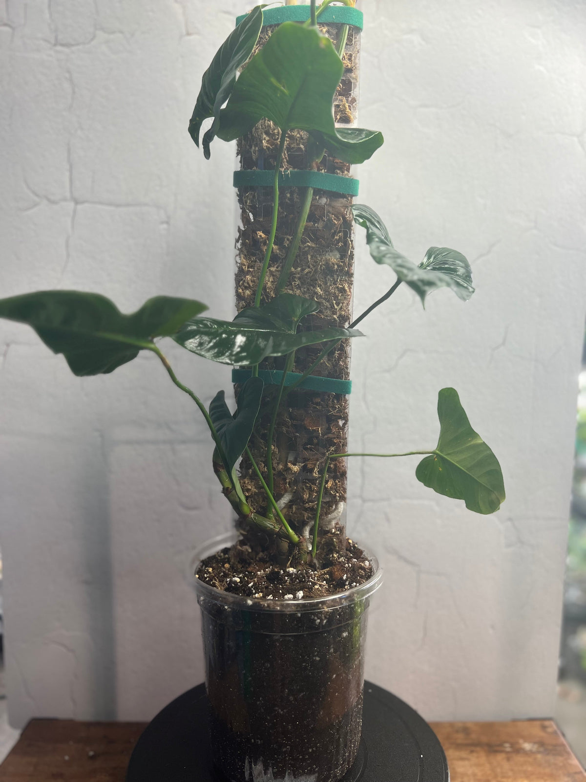 Philodendron Lupinum live philodendron from Mulliken Nursery