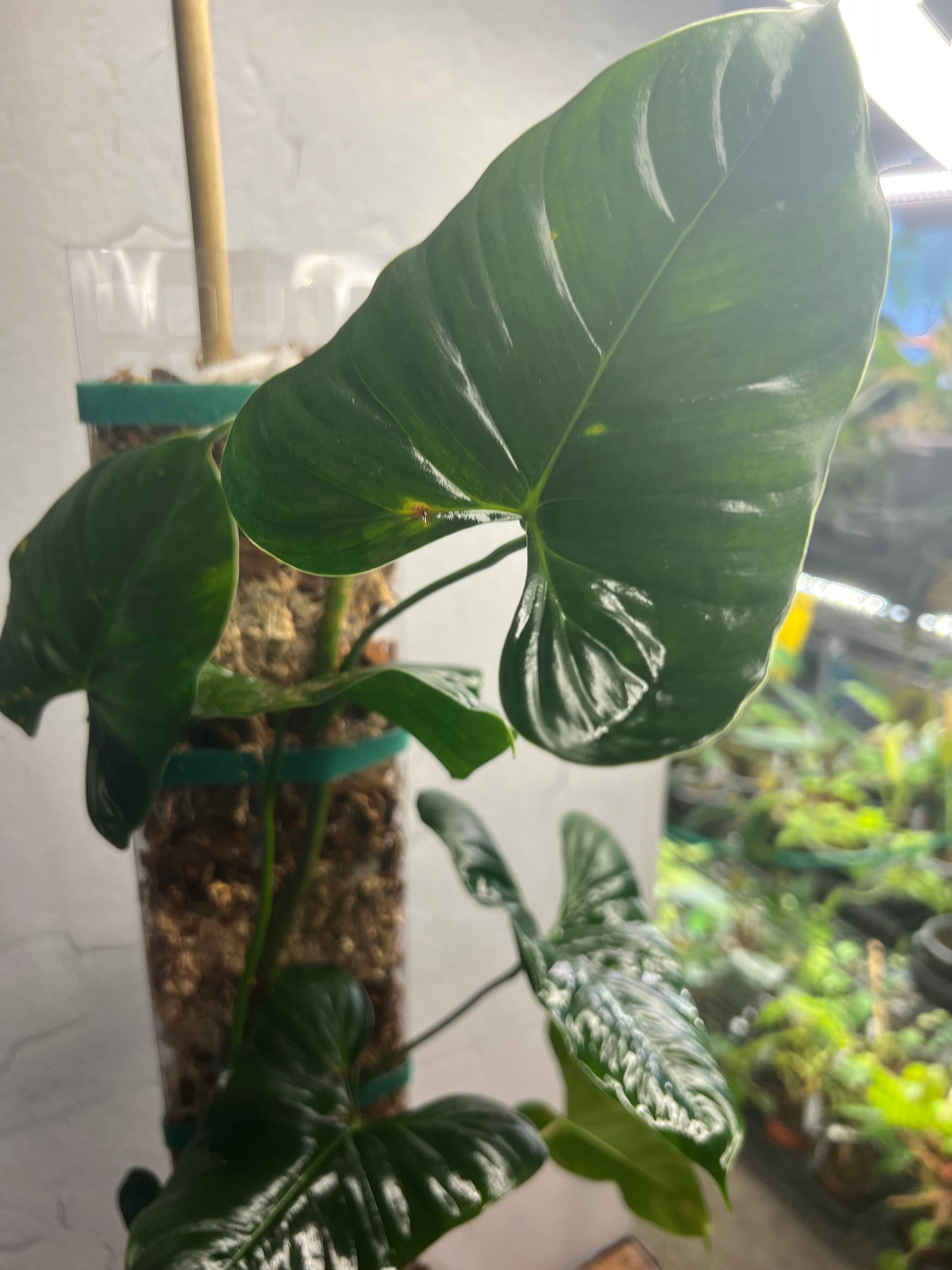 Philodendron Lupinum (on handmade 10” moss pole)