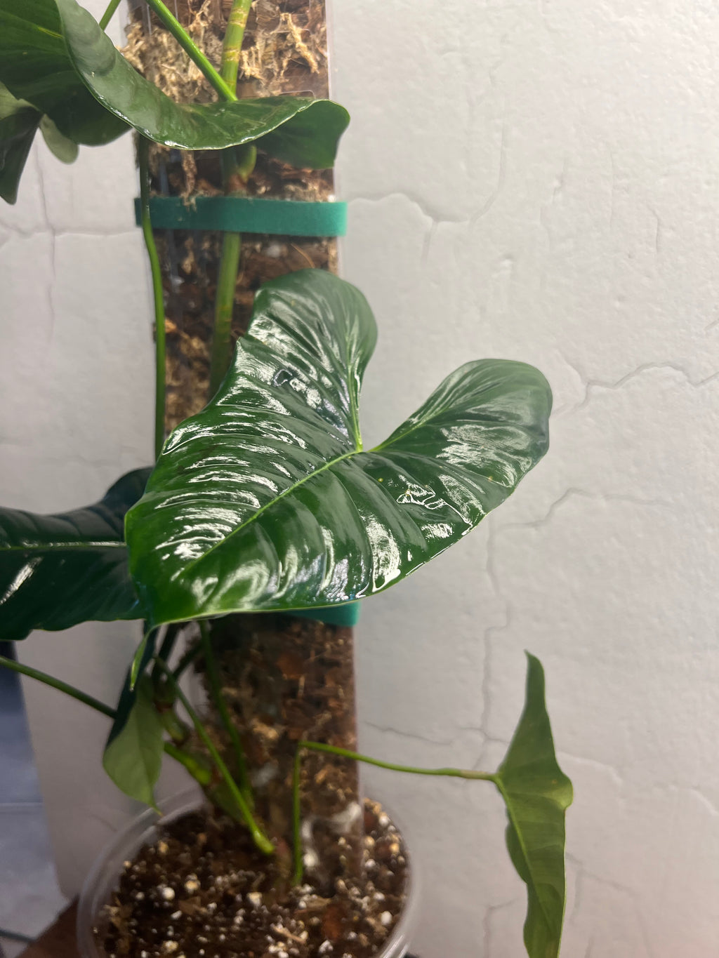 Philodendron Lupinum (on handmade 10” moss pole)