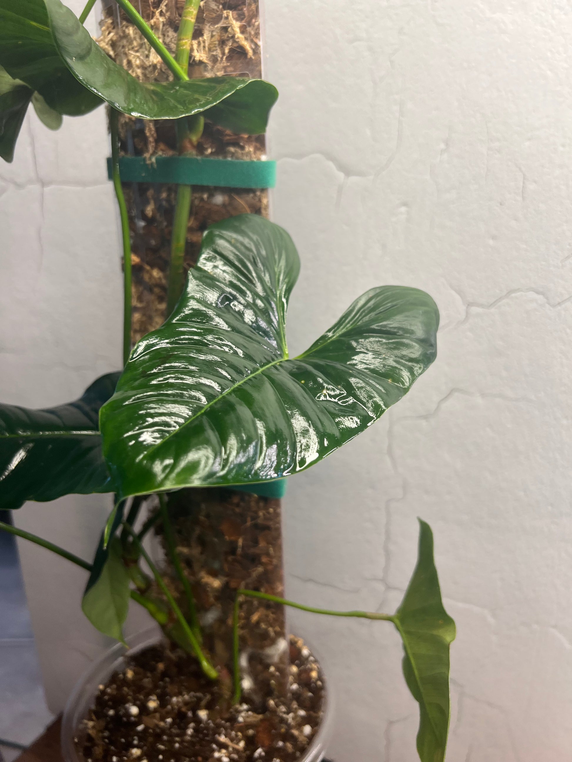 Philodendron Lupinum (on handmade 10” moss pole)
