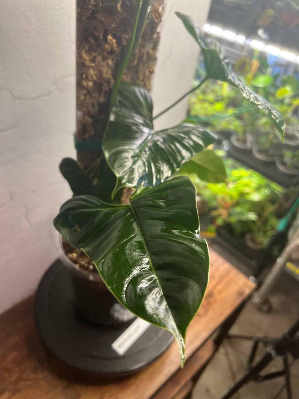 Philodendron Lupinum (on handmade 10” moss pole)