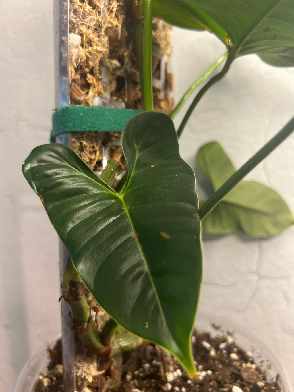 Philodendron Lupinum (on handmade 10” moss pole)