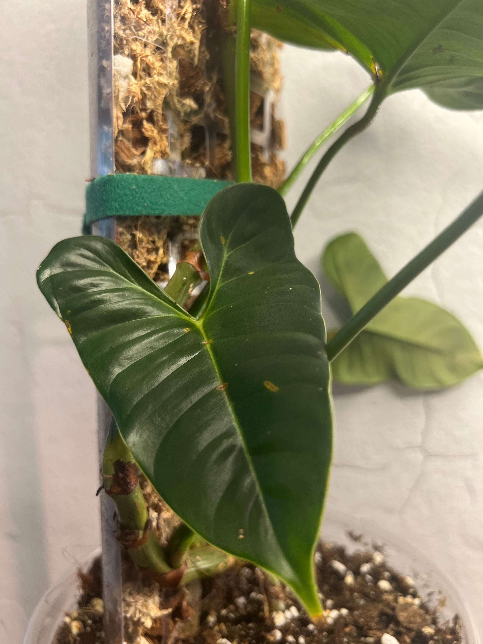 Philodendron Lupinum (on handmade 10” moss pole)