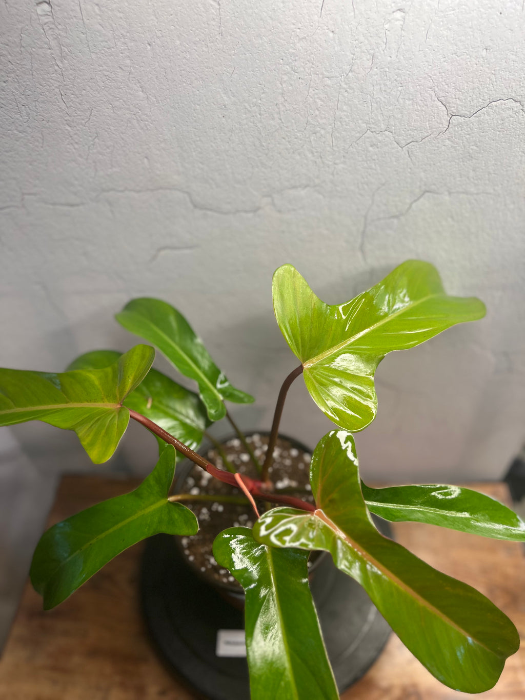 Philodendron Florida Bronze (6”)