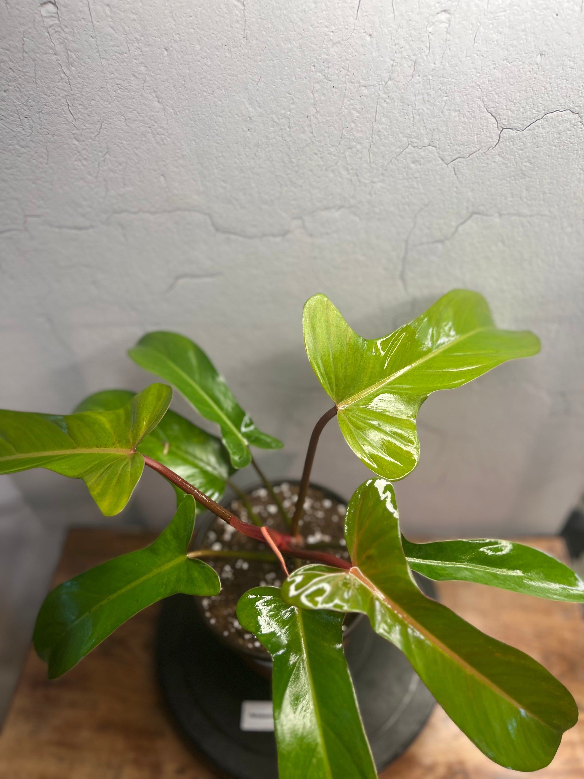 Philodendron Florida Bronze (6”)
