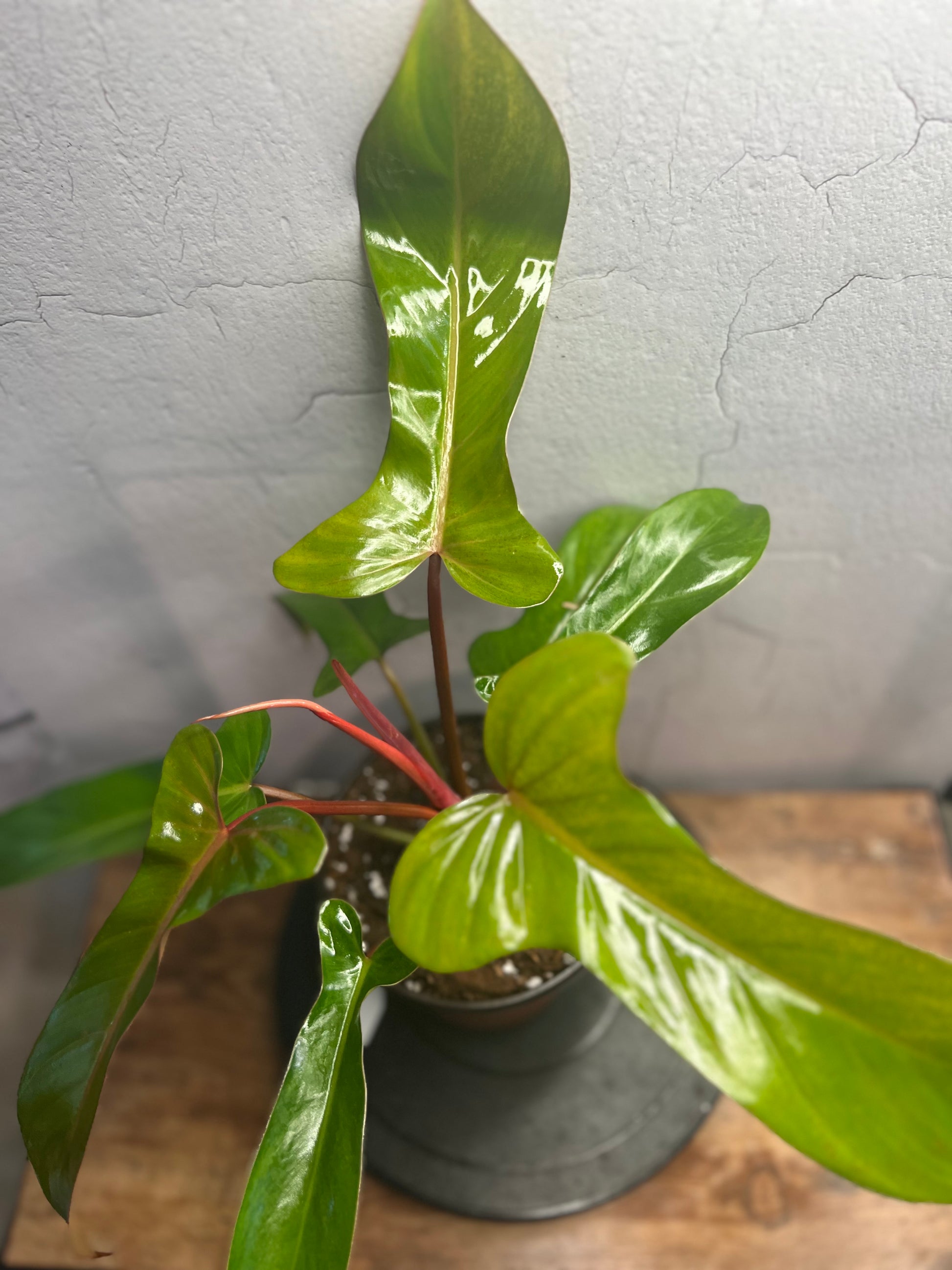Philodendron Florida Bronze (6”)