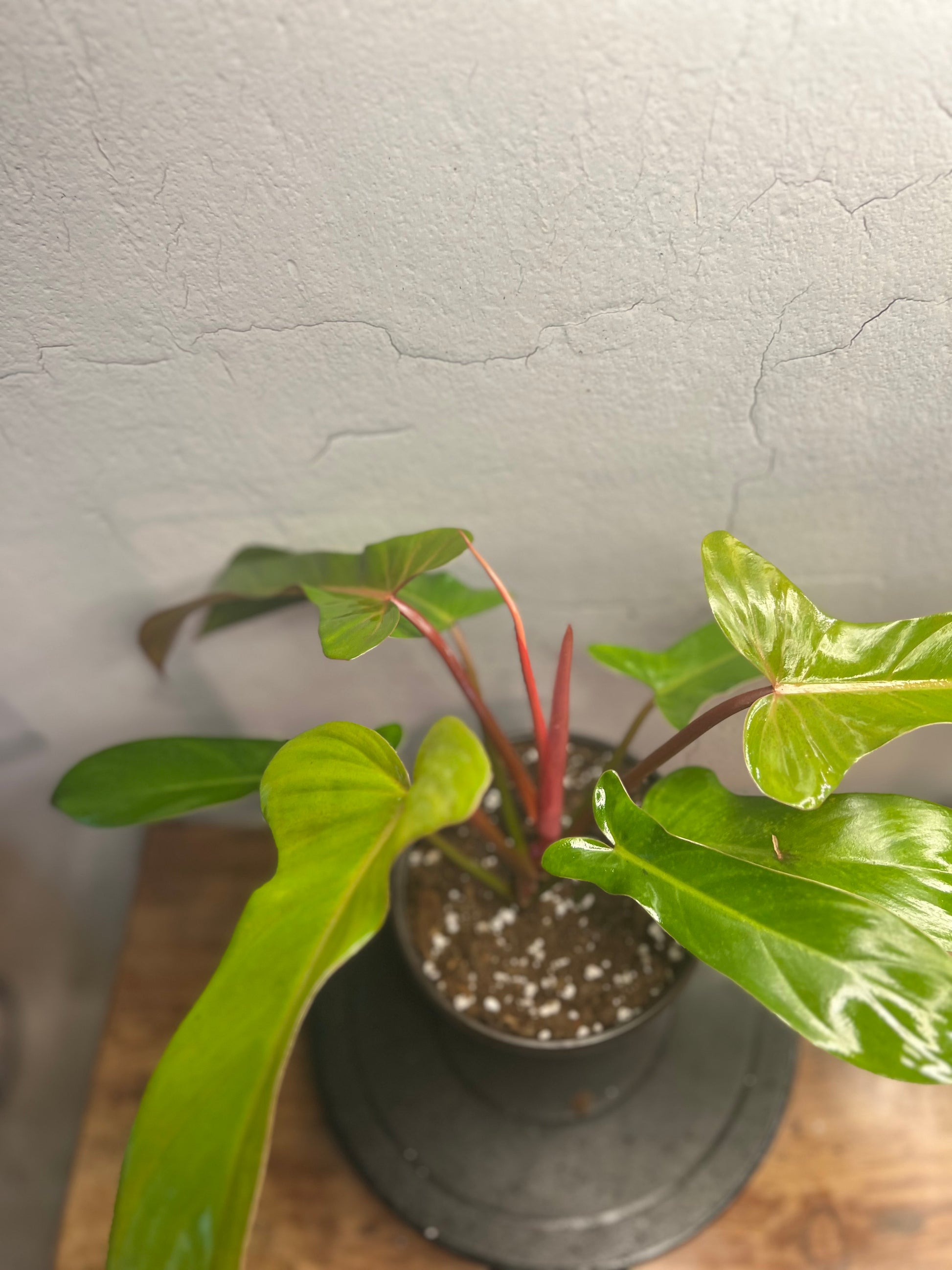 Philodendron Florida Bronze (6”)