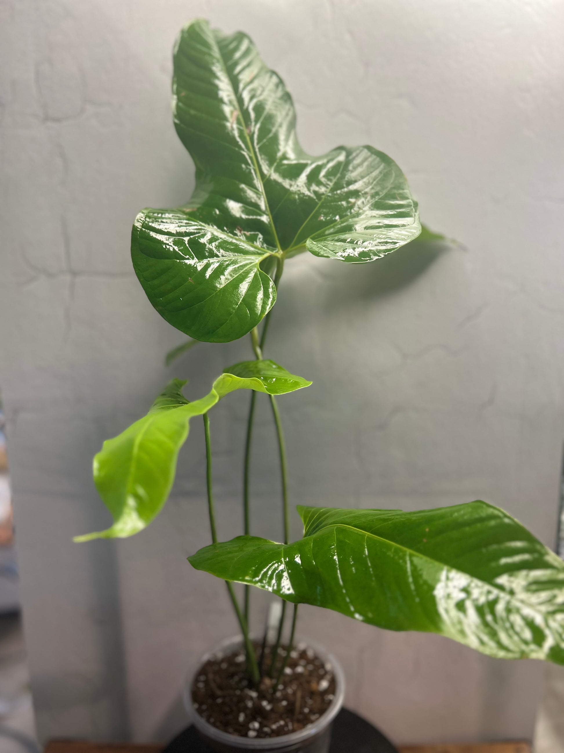 Anthurium Effusilobum (6”)