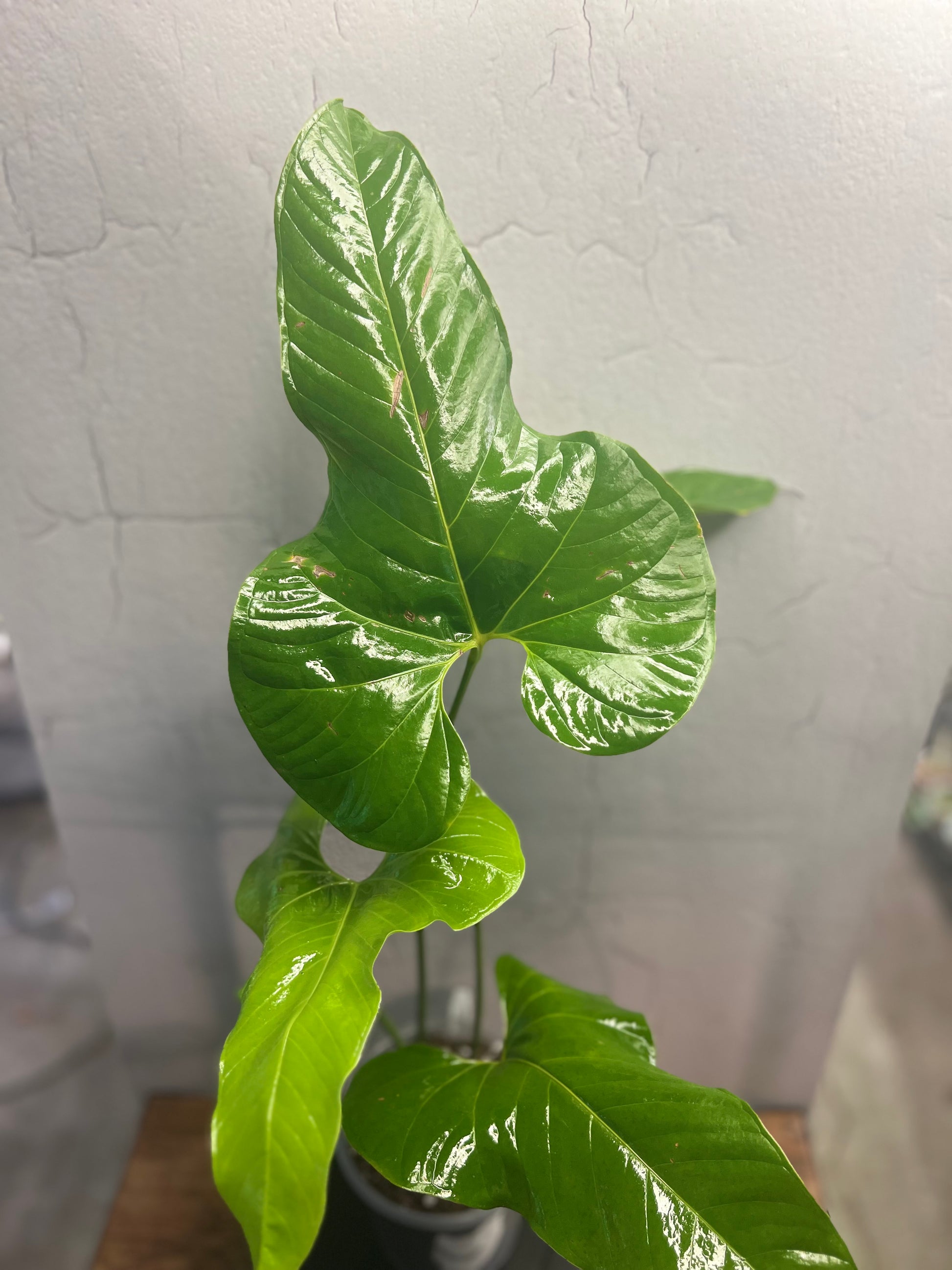 Anthurium Effusilobum (6”)