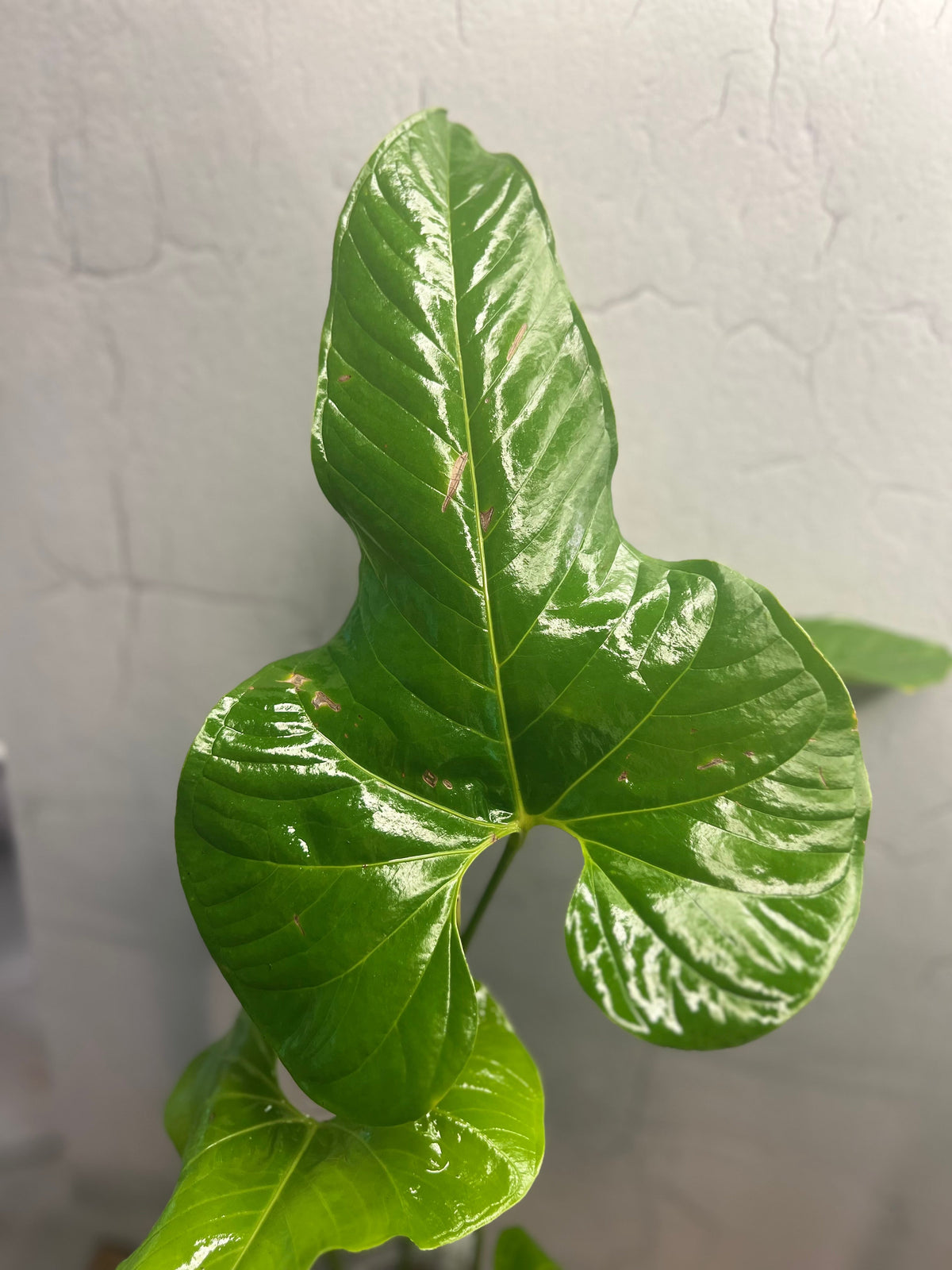Anthurium effusilobum live anthurium from Mulliken Nursery