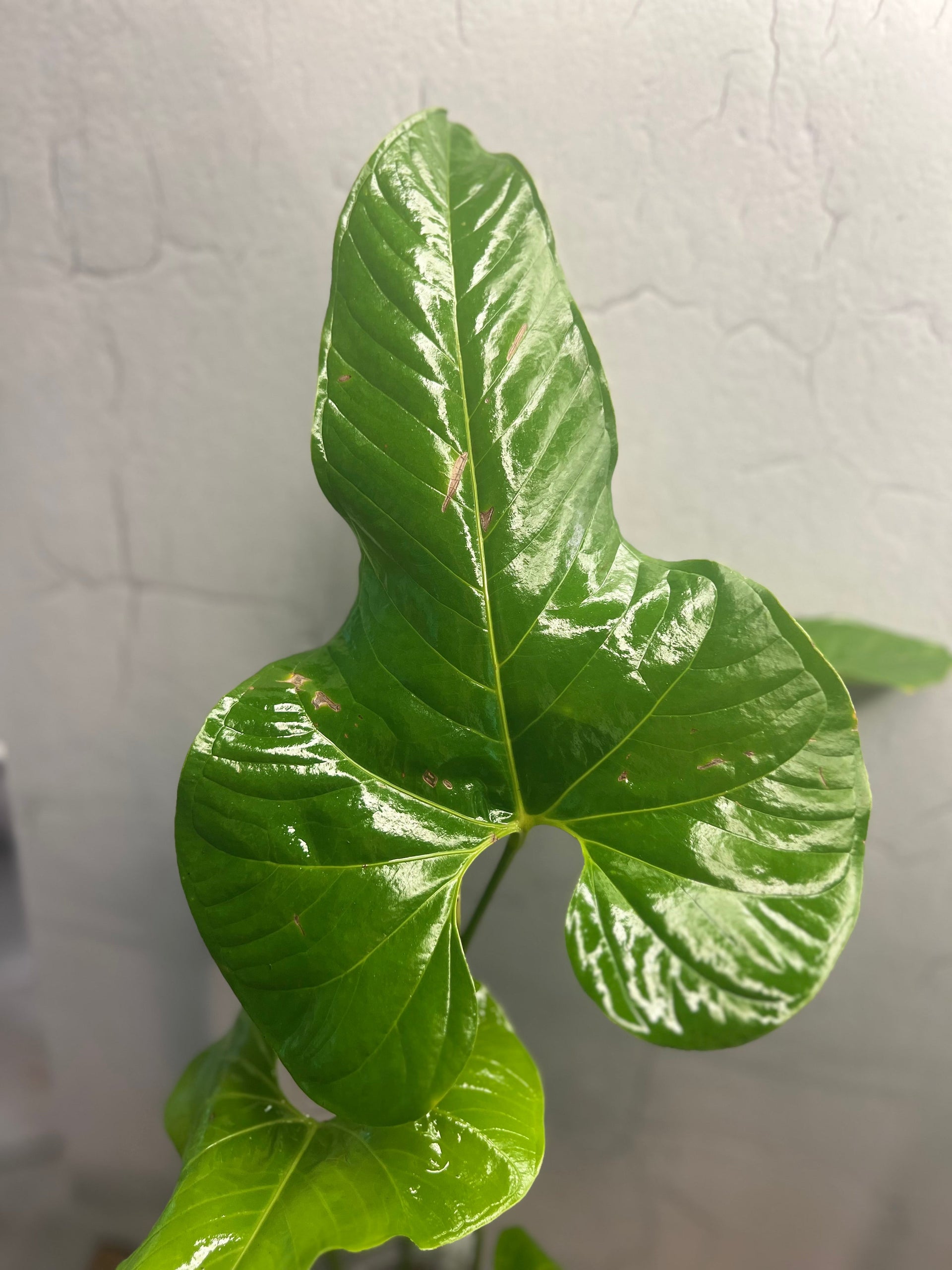 Anthurium Effusilobum