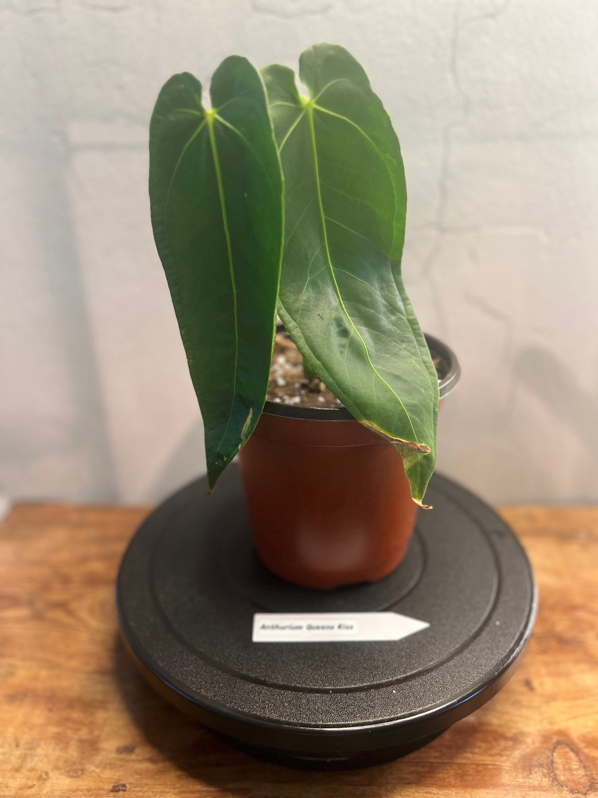Anthurium Queen's Kiss IC (besseae aff. × Ecuagenera Queen) live anthurium from Mulliken Nursery