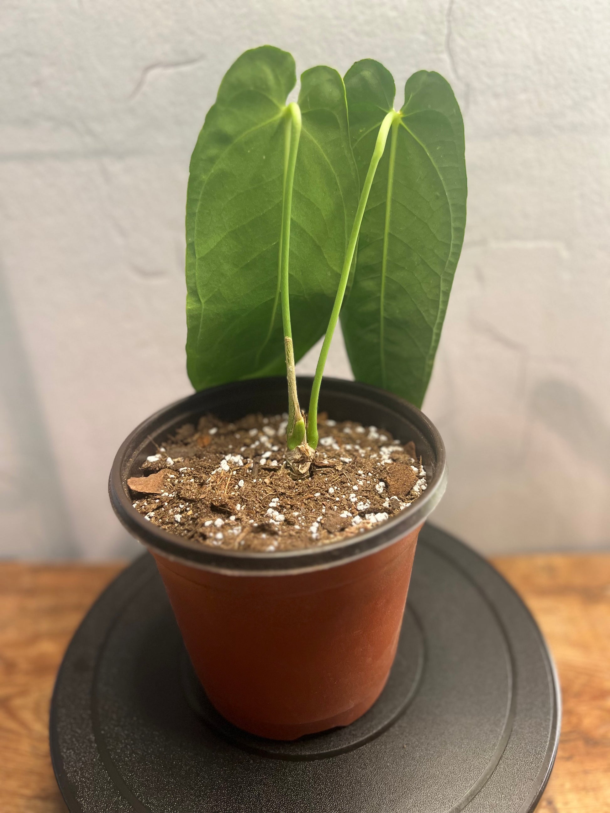 Anthurium Queen's Kiss ic (bessea aff x Ecuagenera queen (8")