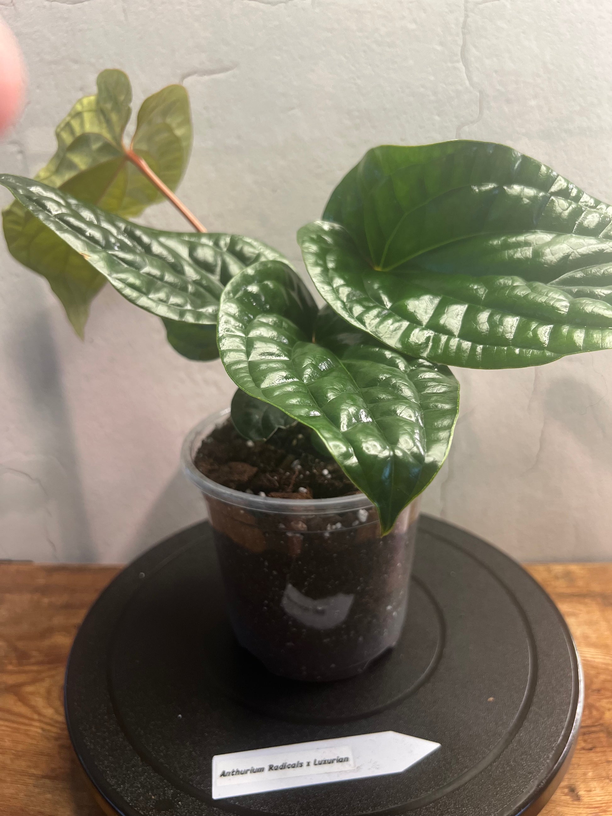 Anthurium Radicans X Luxurians (4”)