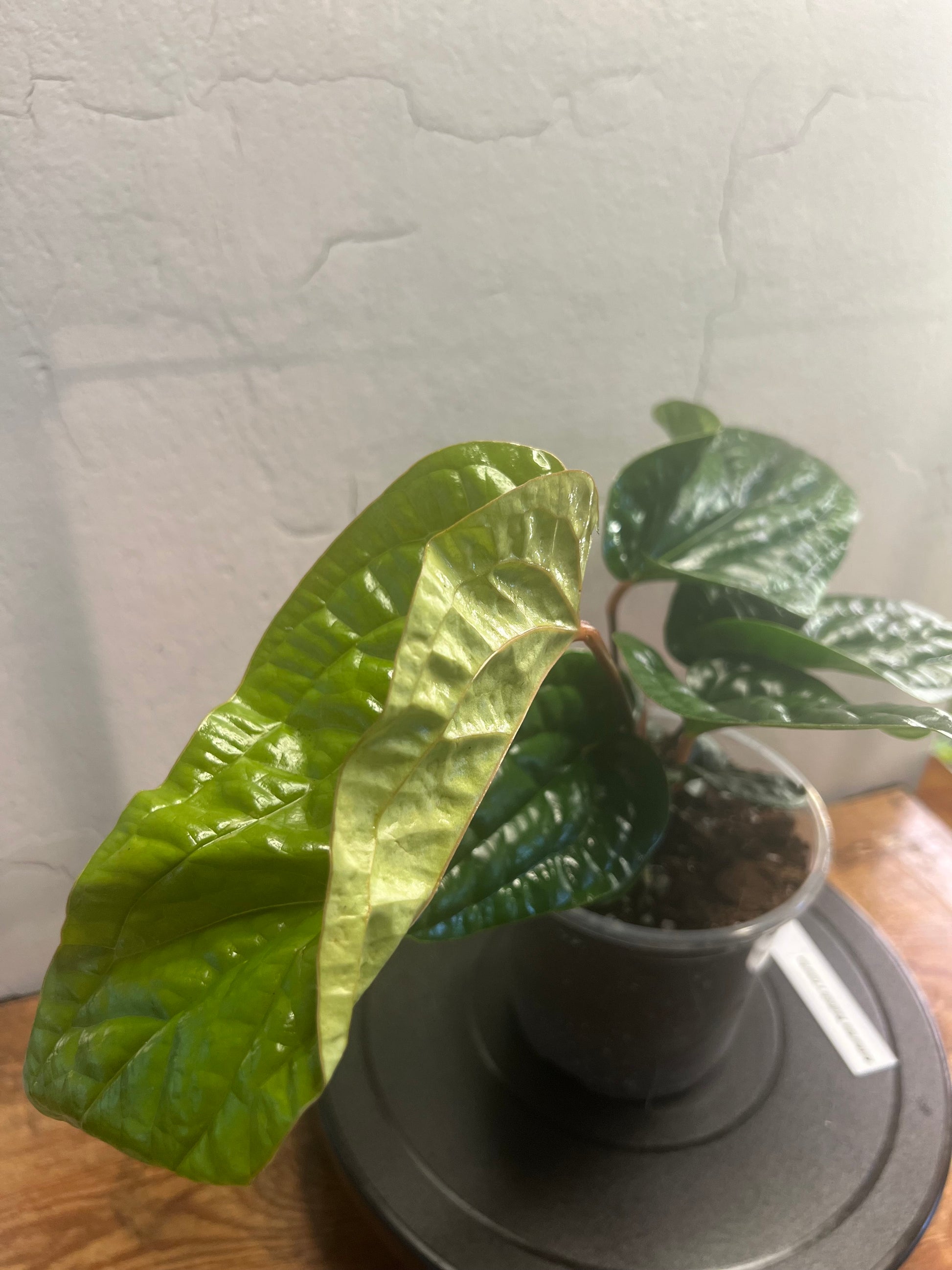 Anthurium Radicans X Luxurians (4”)