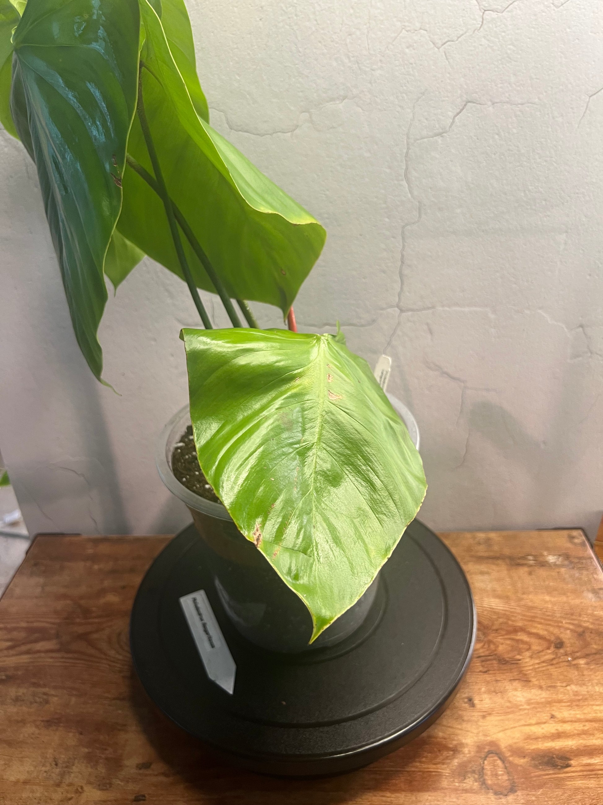 Philodendron Nangaritense (6")