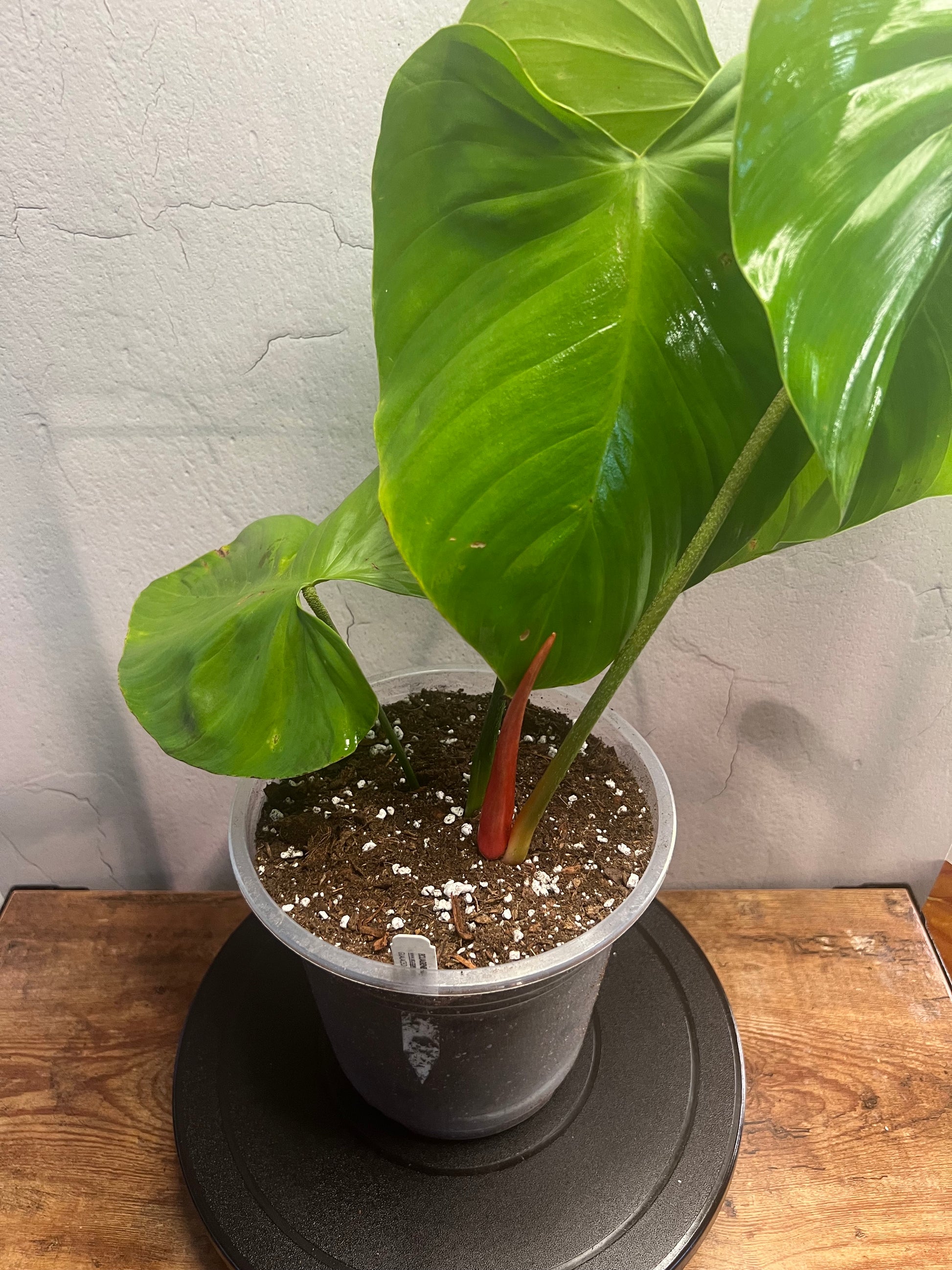 Philodendron Nangaritense (6")