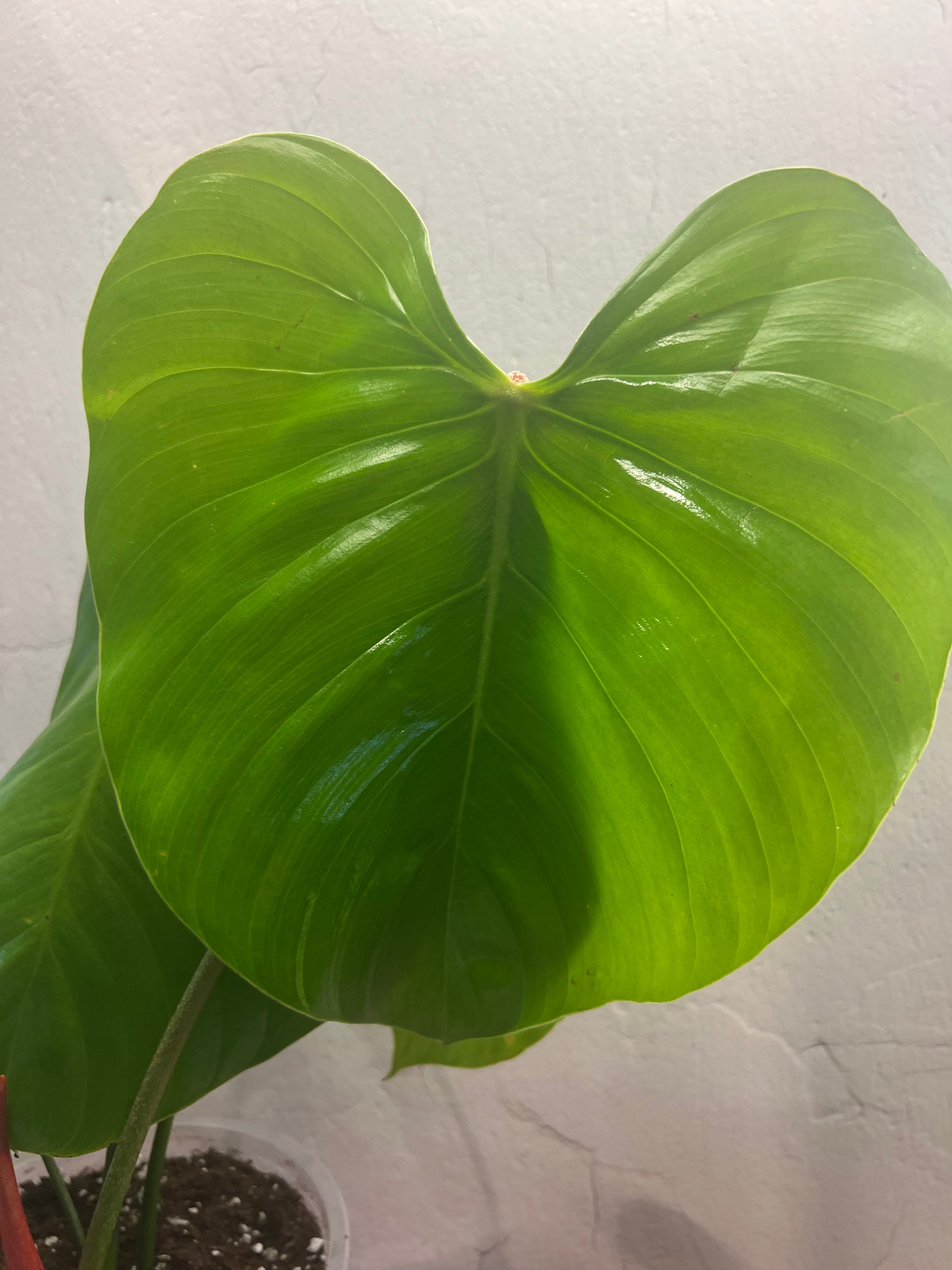Philodendron Nangaritense (6")