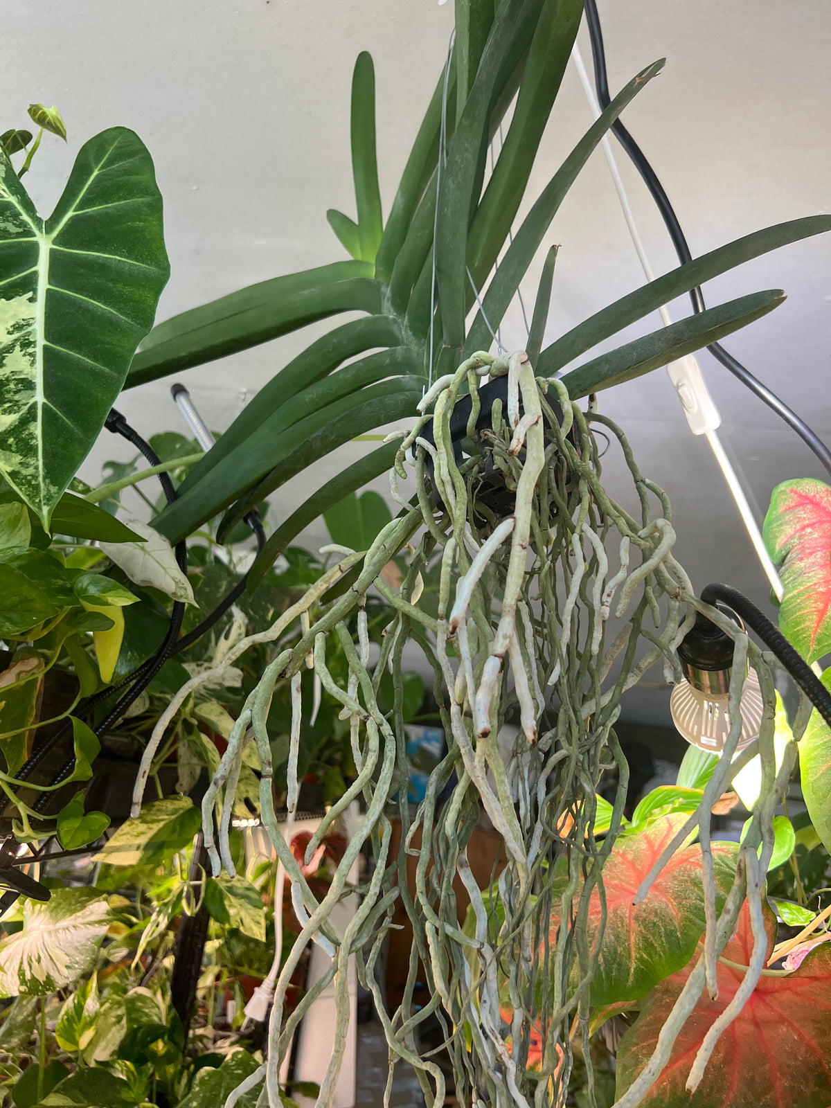Vanda ranu Delight live plant foliage and detail view 4