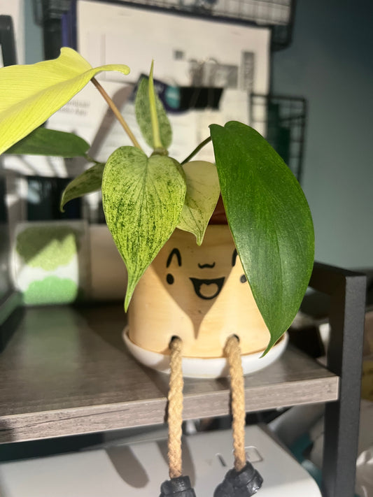 Pot people with Florida Ghost (Smiling Bob 4”) live plant bundle from Mulliken Nursery