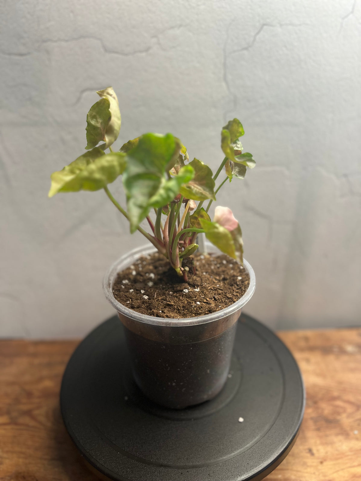 Syngonium Strawberry Ice, Var. live syngonium from Mulliken Nursery
