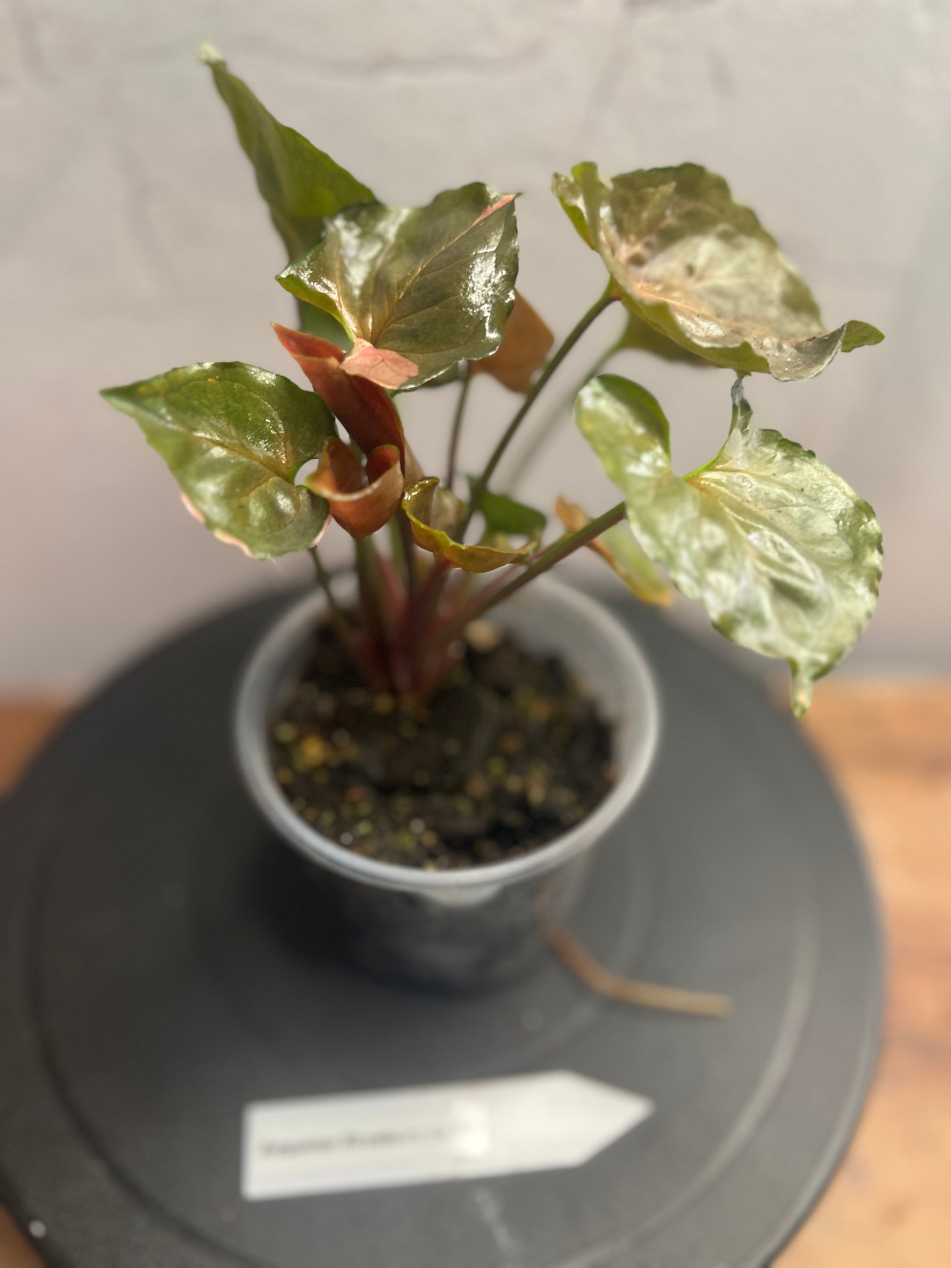 Syngonium Strawberry Shake