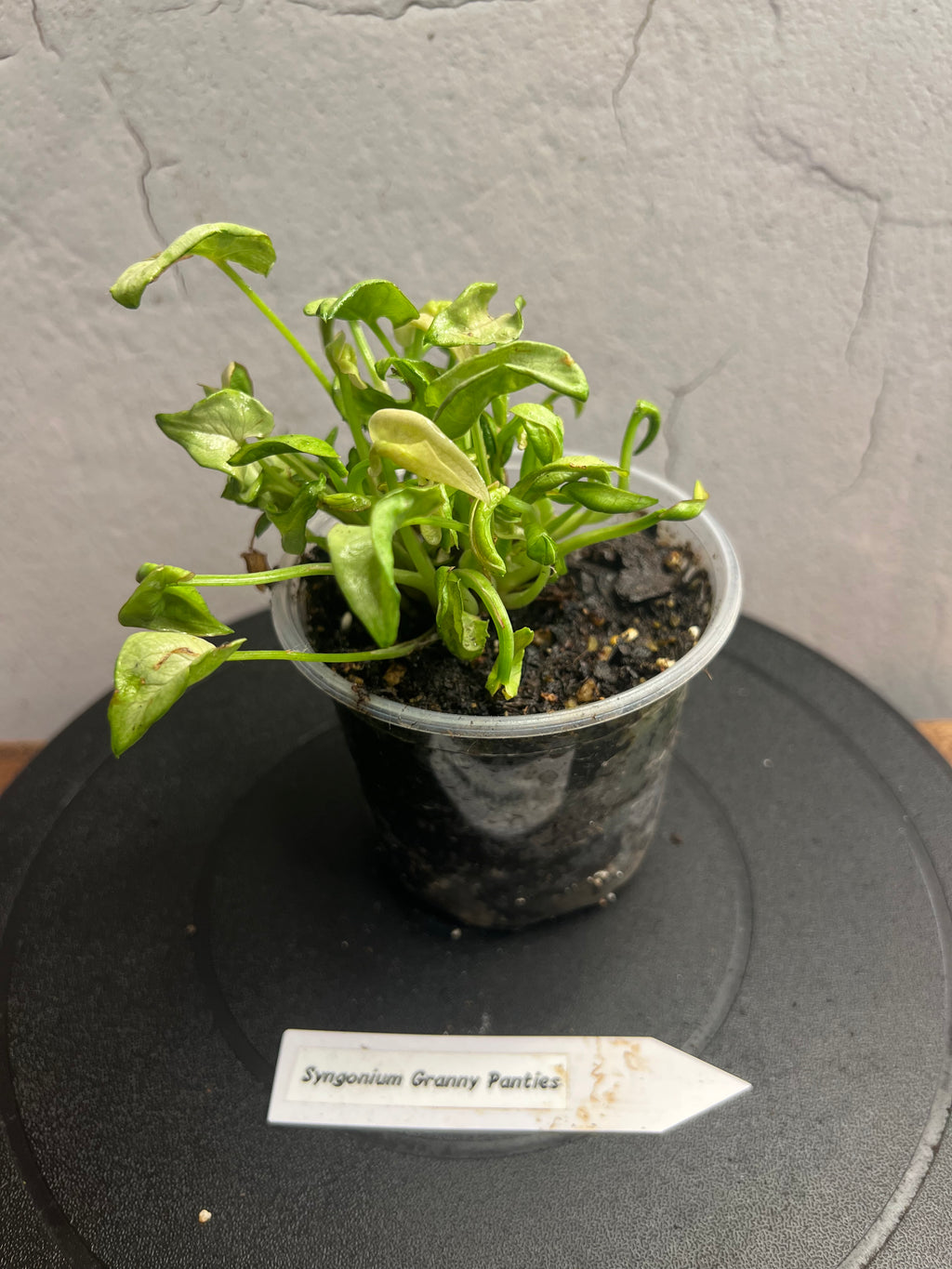 Syngonium Granny Pants