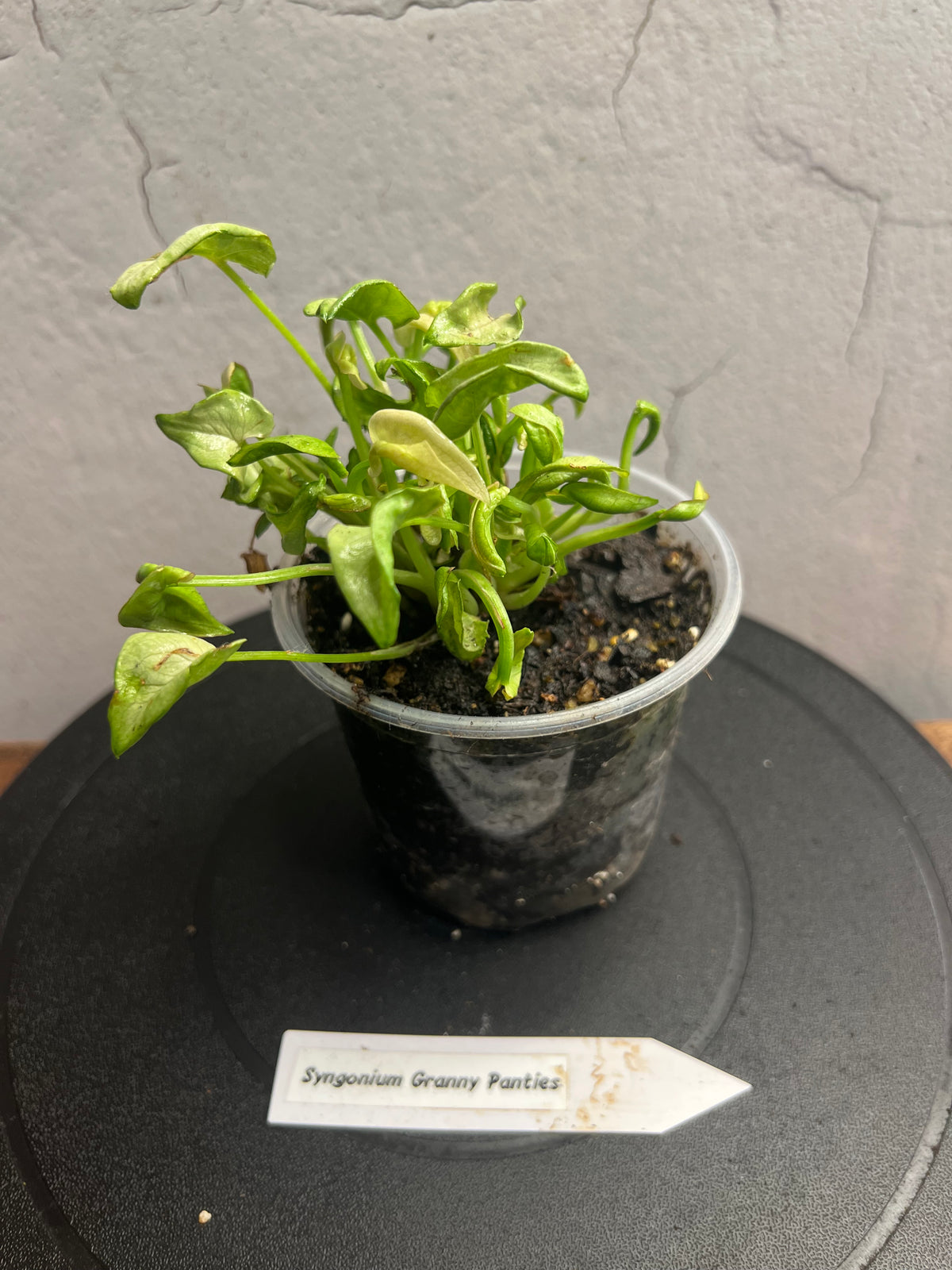 Syngonium Granny Panties live syngonium from Mulliken Nursery