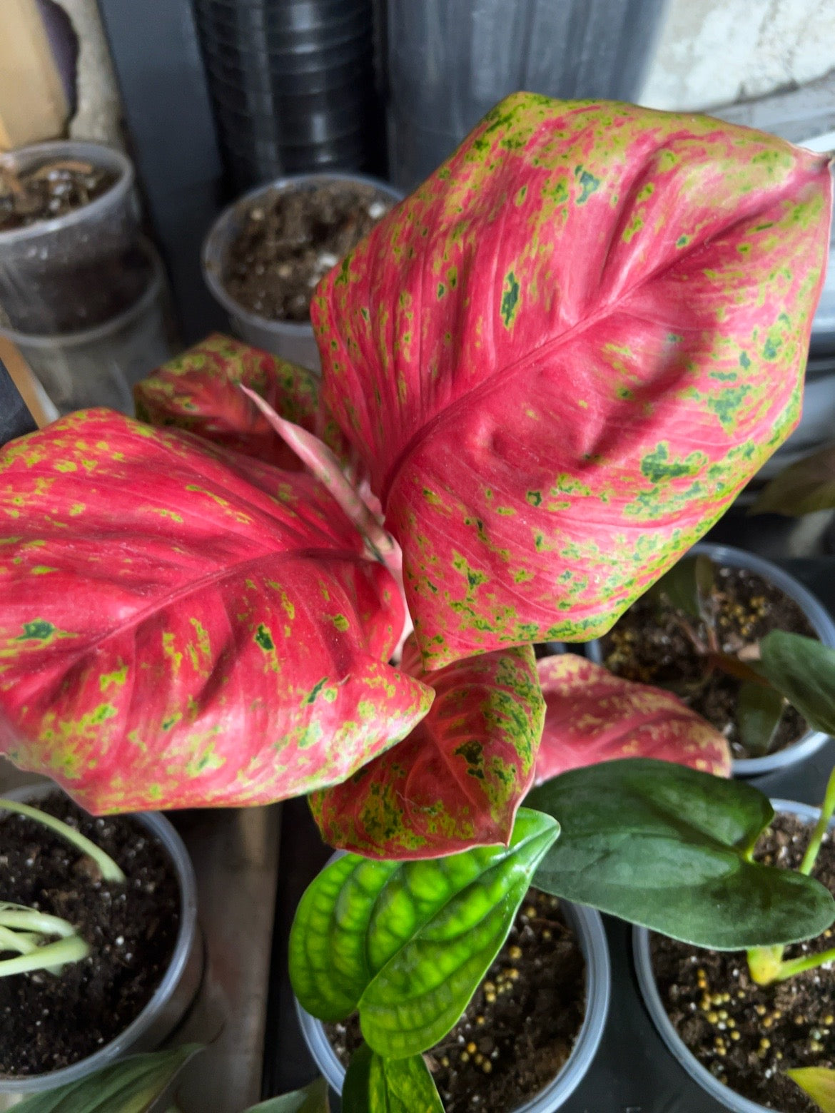 Exact Aglaonema Orange Sombat in a 4-inch pot with coral-red, pink, and green foliage