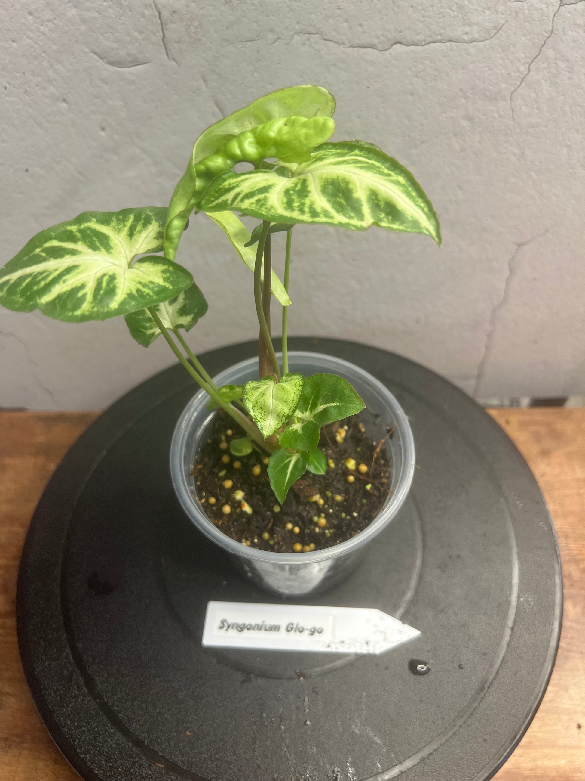 SYNGONIUM GLO-GO
