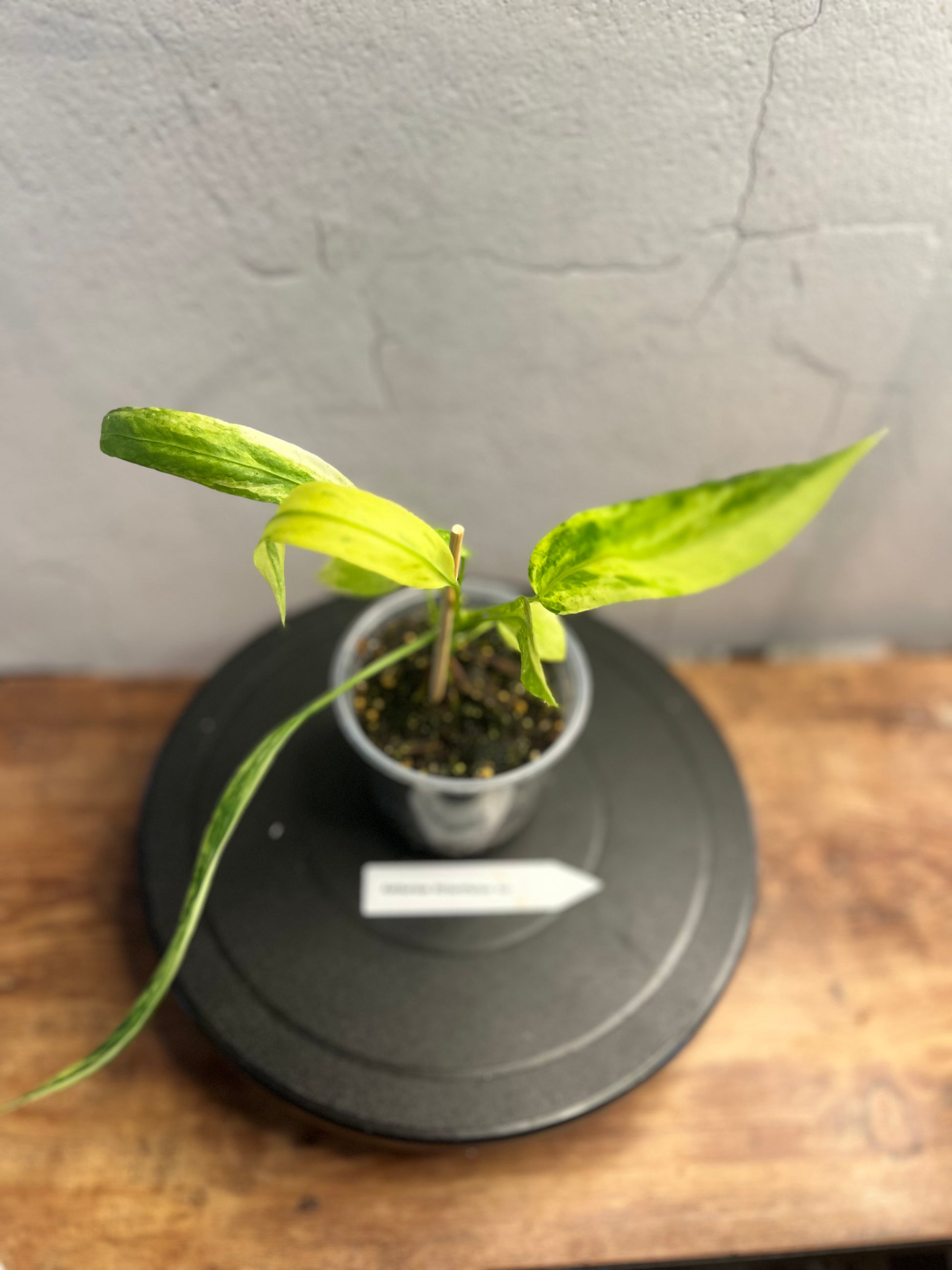 Anthurium Vittarifolium. Var.