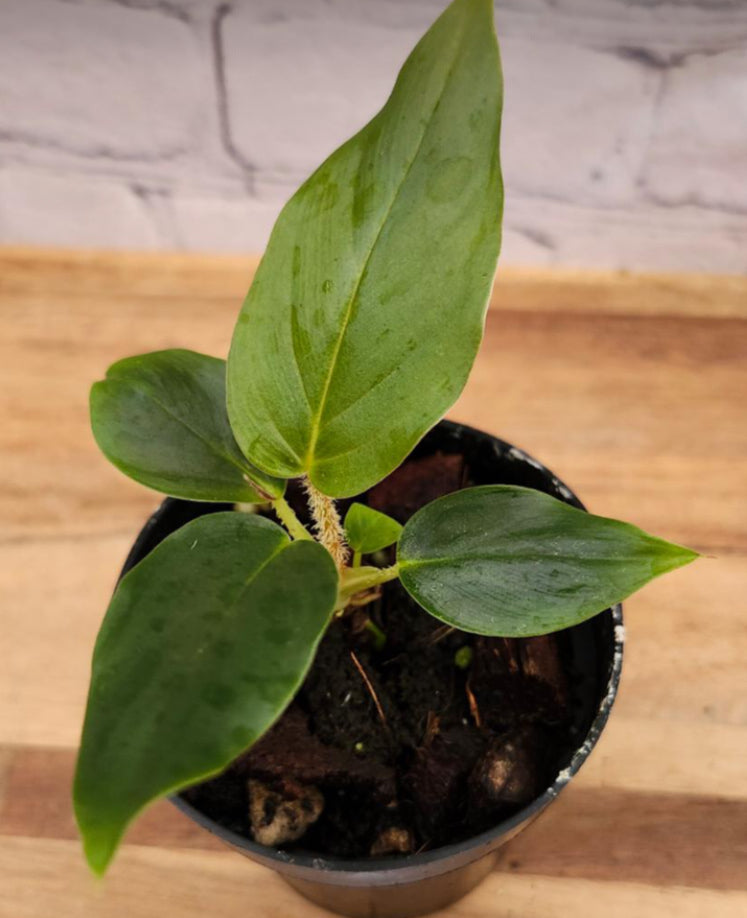 Philodendron Serpens