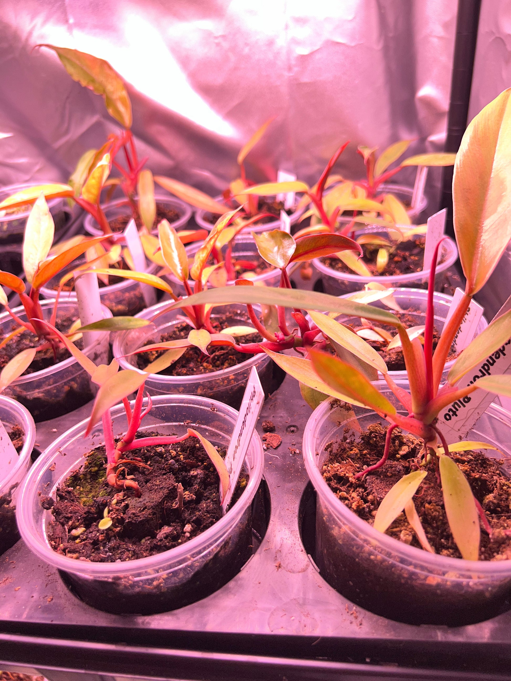philodendron pluto red Philodendron Pluto