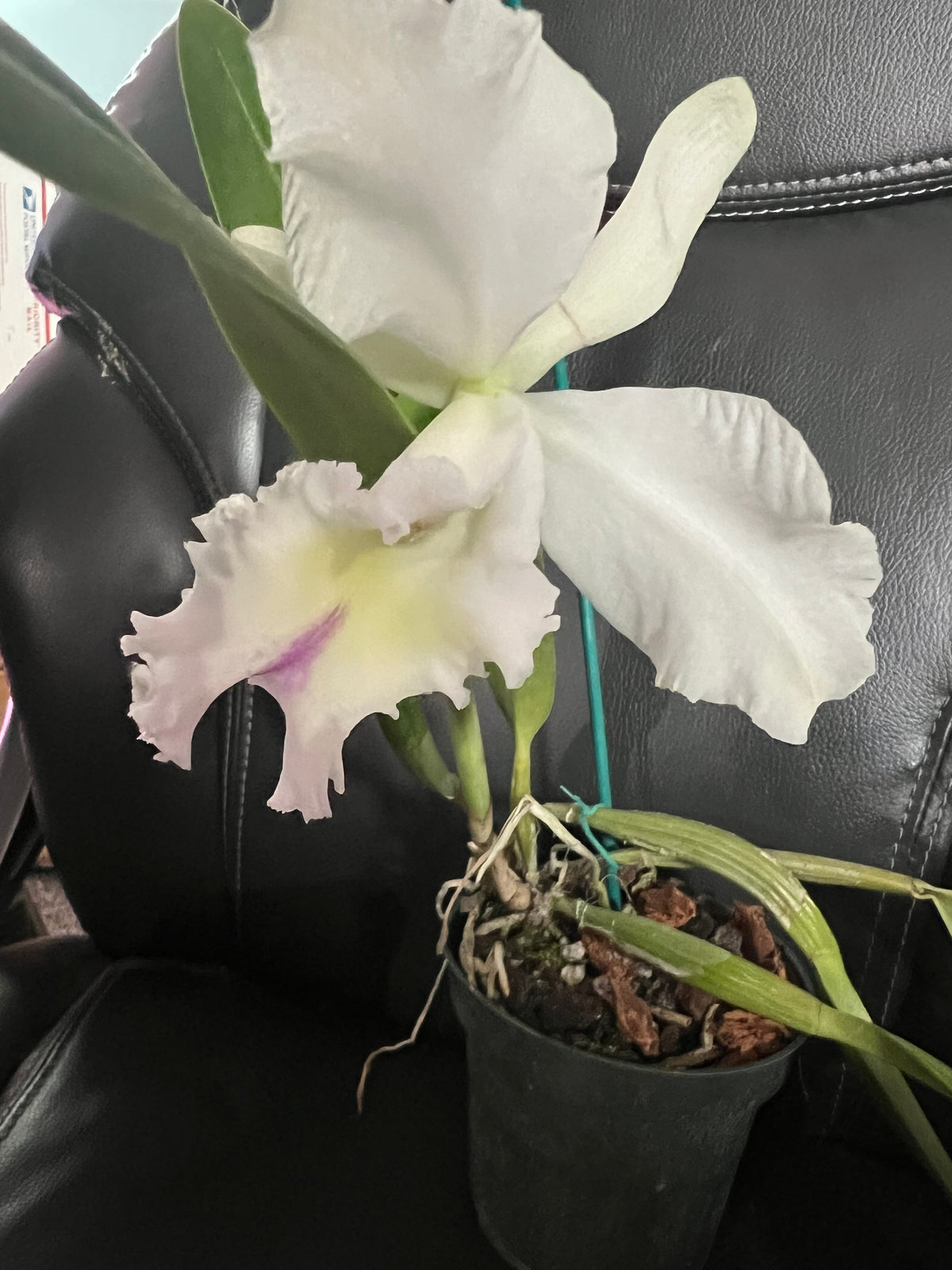 Cattleya monita andina