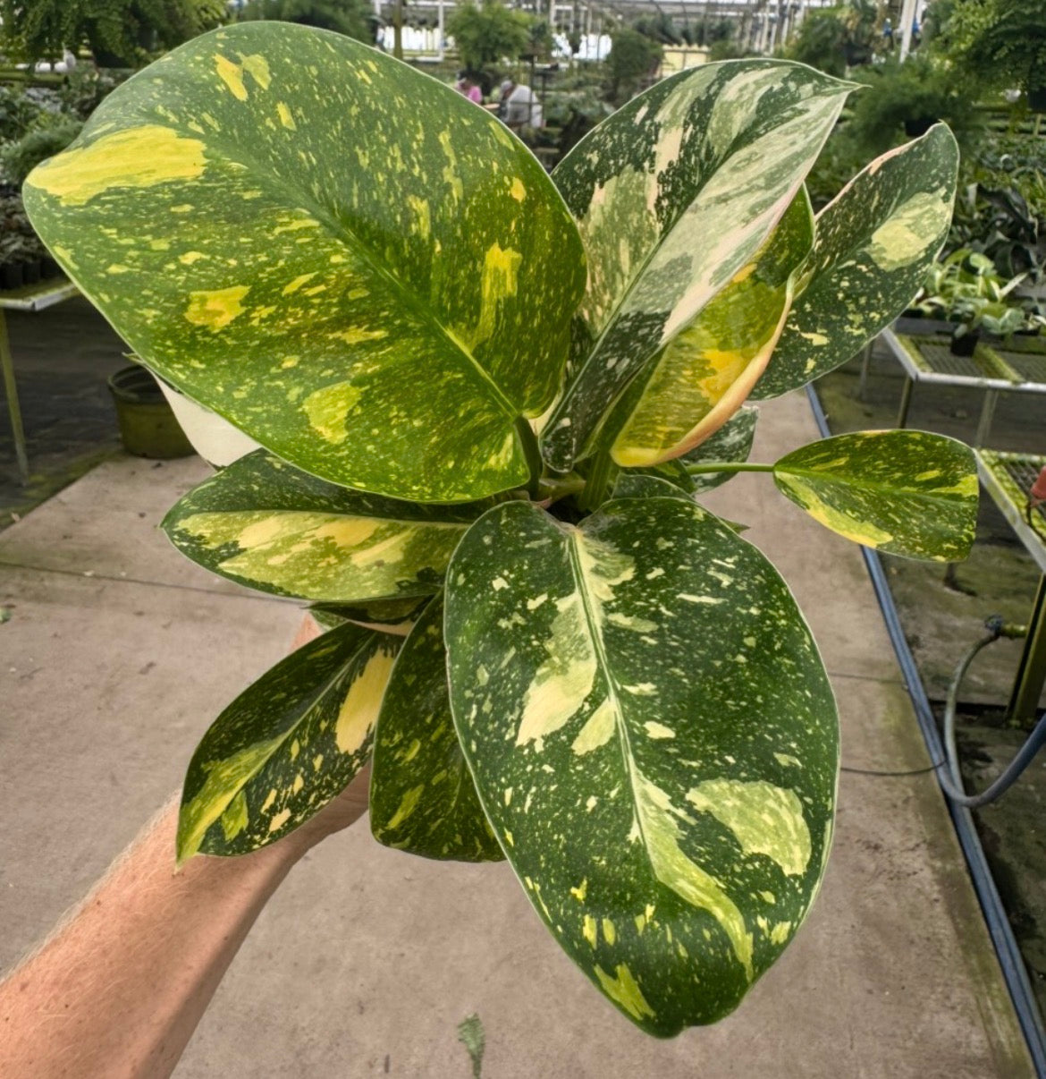 Philodendron Green Congo Nuclear