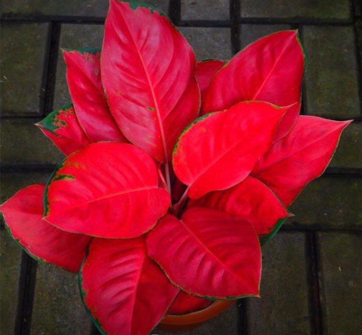 Aglaonema Suksom (Suksom Jaipong / Suksom Bangkok / Suksom Red)
