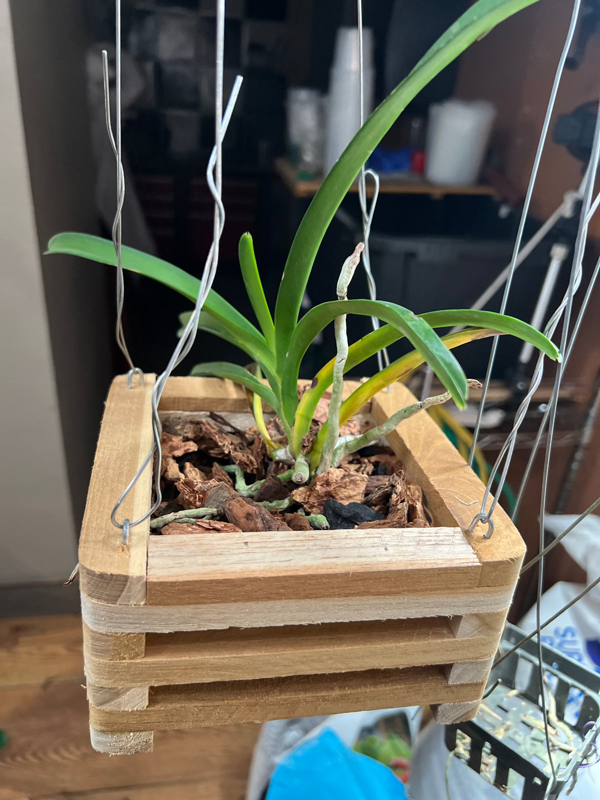 Vanda ranu Delight live orchid from Mulliken Nursery