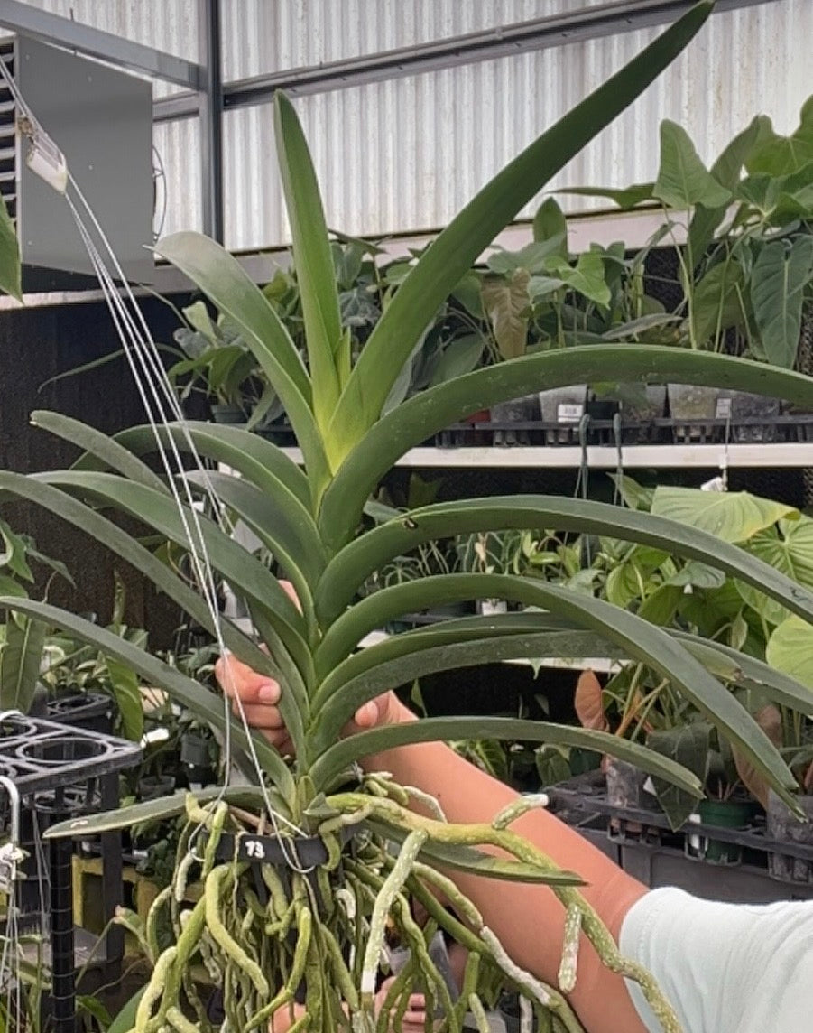 Vanda Britz x v live orchid from Mulliken Nursery