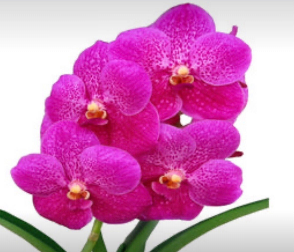 Vanda Dr Anek x (Gordon Dillon x Ponpimol) live plant foliage and detail view 2