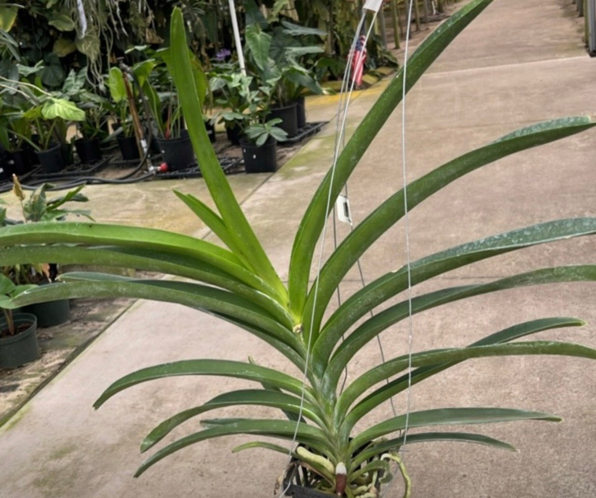 Vanda Dr Anek x (Gordon Dillon x Ponpimol) live orchid from Mulliken Nursery