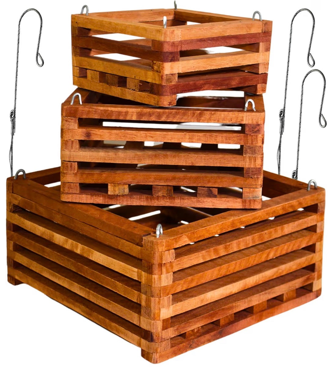 Vanda Fantastic Fanfare