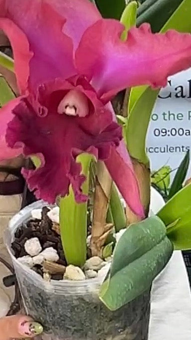 Rhyncholaeliocattleya Hibrida (Bob Crowder x Rlc. Ilha Santa Maria) live orchid from Mulliken Nursery
