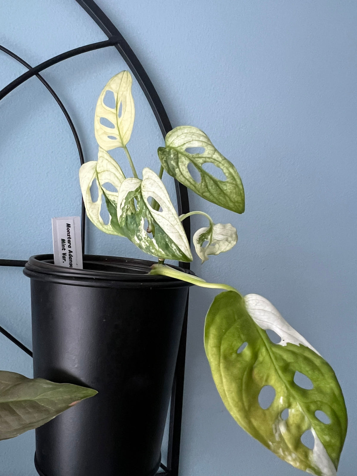 Monstera adansonii 'Mint' Variegated live monstera from Mulliken Nursery