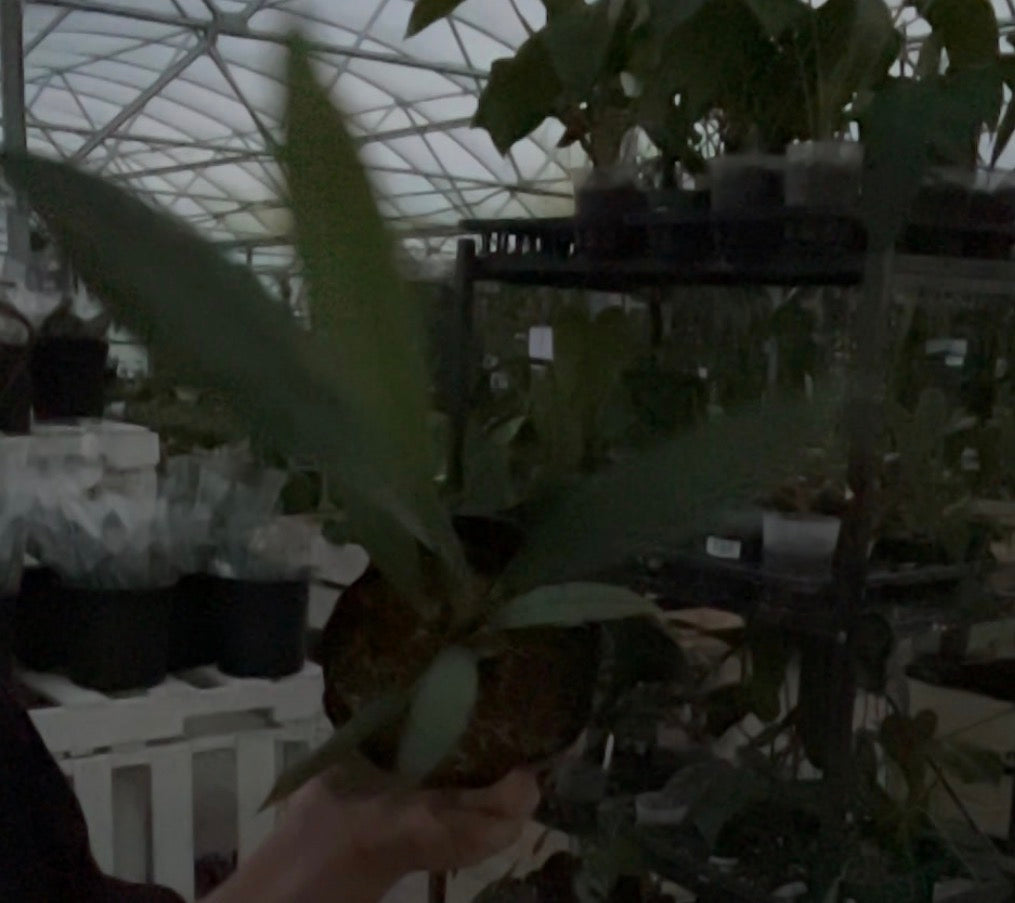 Anthurium Pallidiflorum Guayusa