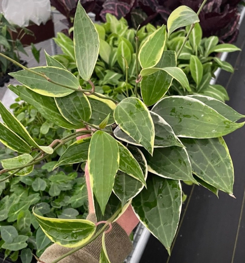 Hoya Macrophylla live hoya from Mulliken Nursery