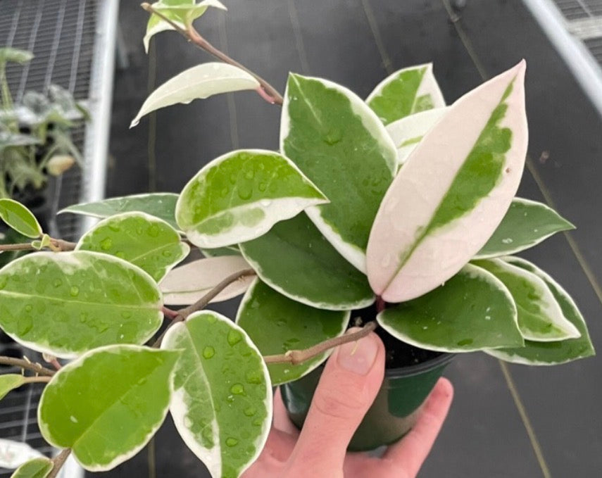 Hoya Krimson Queen live hoya from Mulliken Nursery