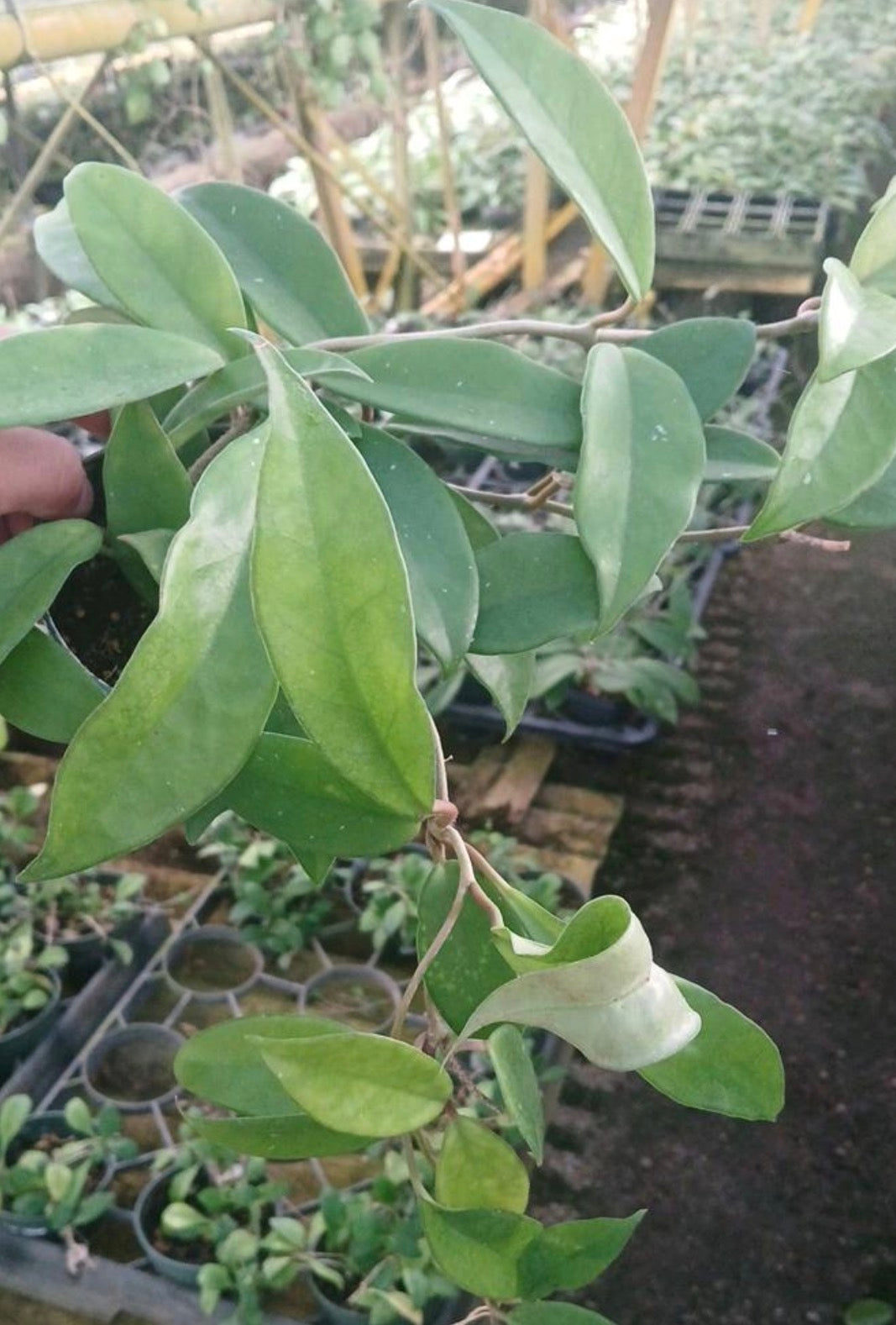 Hoya Carnosa Tricolor live hoya from Mulliken Nursery