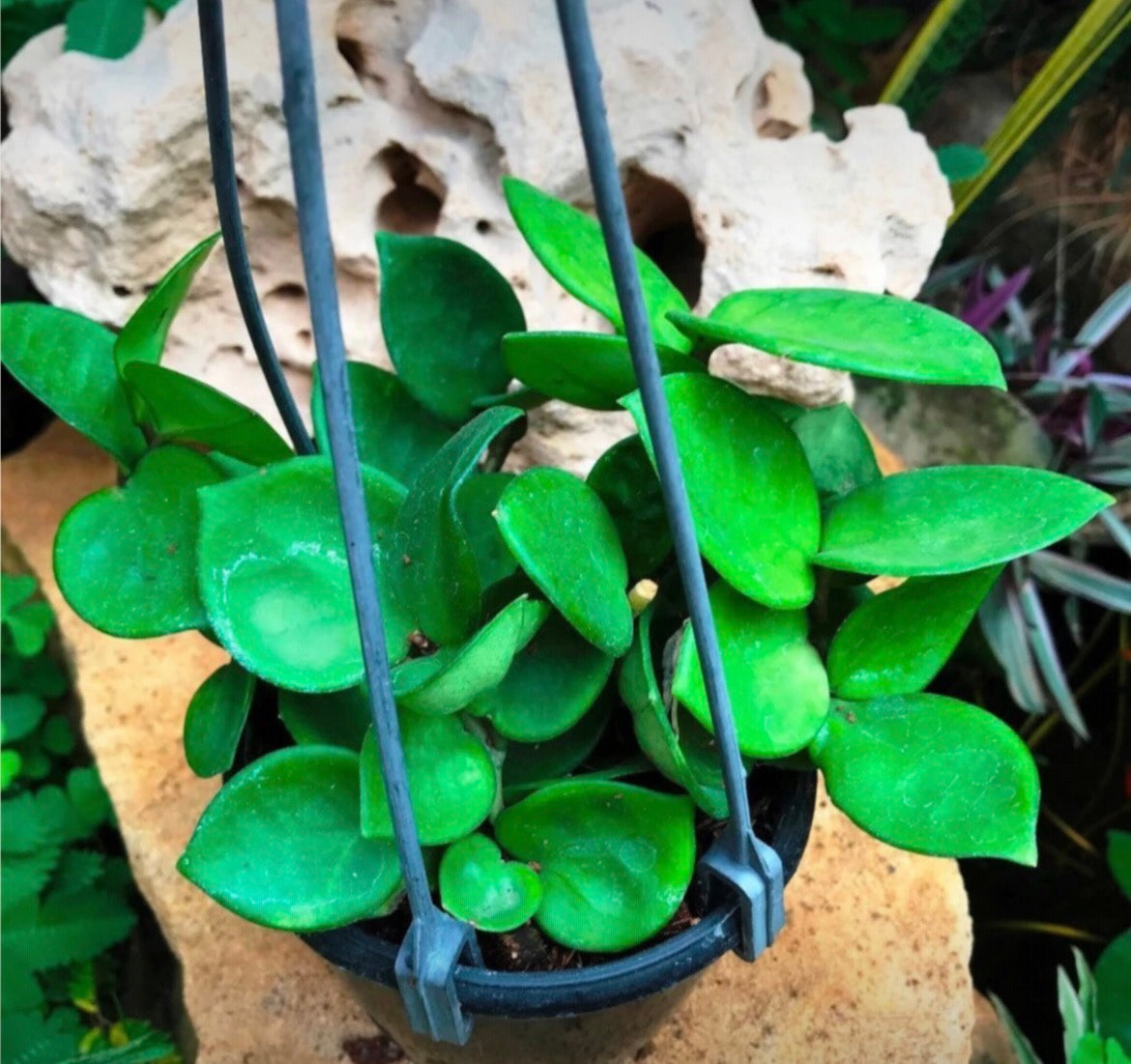 Hoya Carnosa Amore | Mulliken Nursery