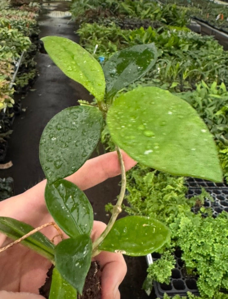 Hoya Carnosa Snowball